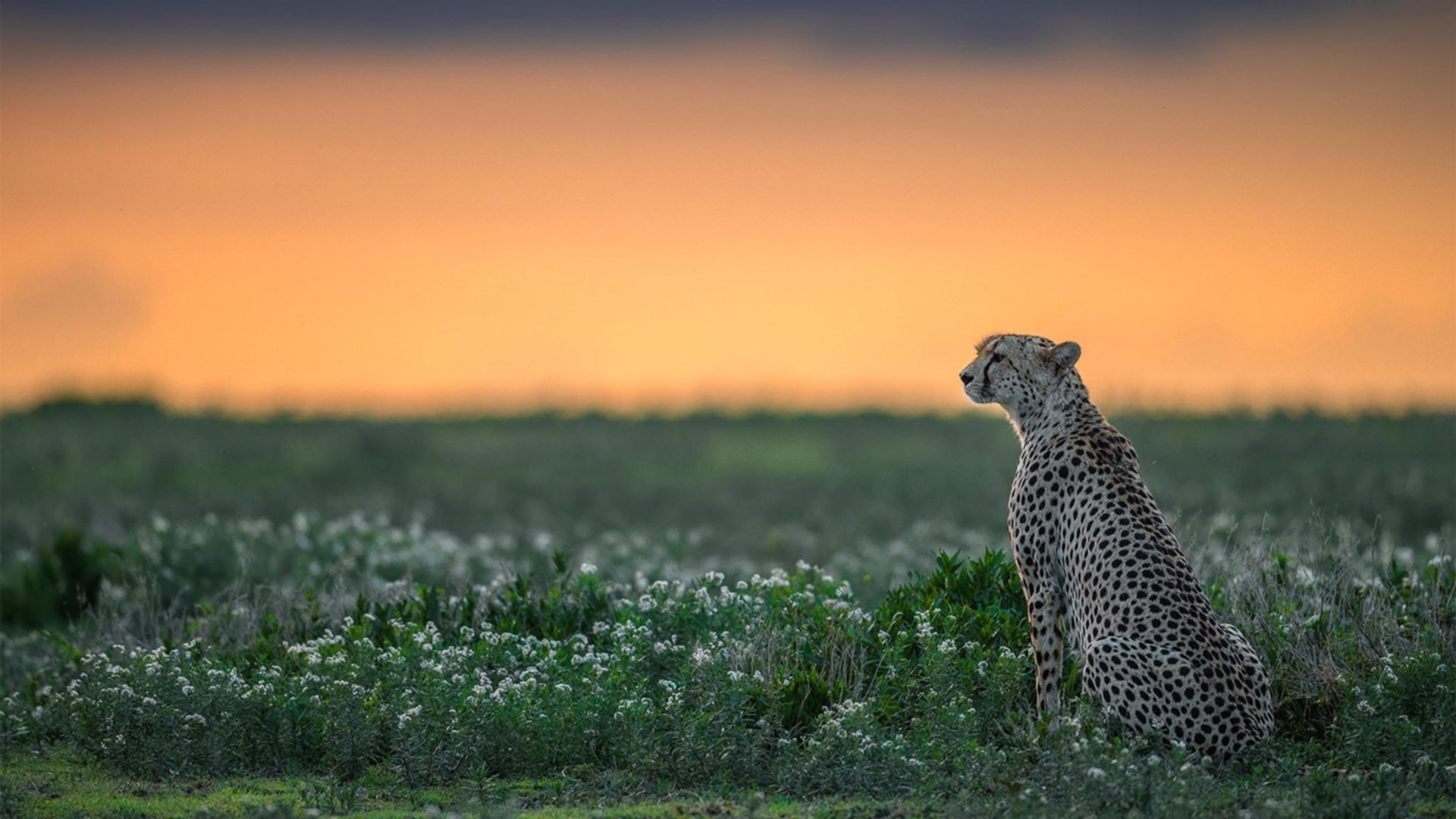 黑豹与文艺复兴的碰撞，加克波如何用非洲脉搏改写欧洲足坛叙事