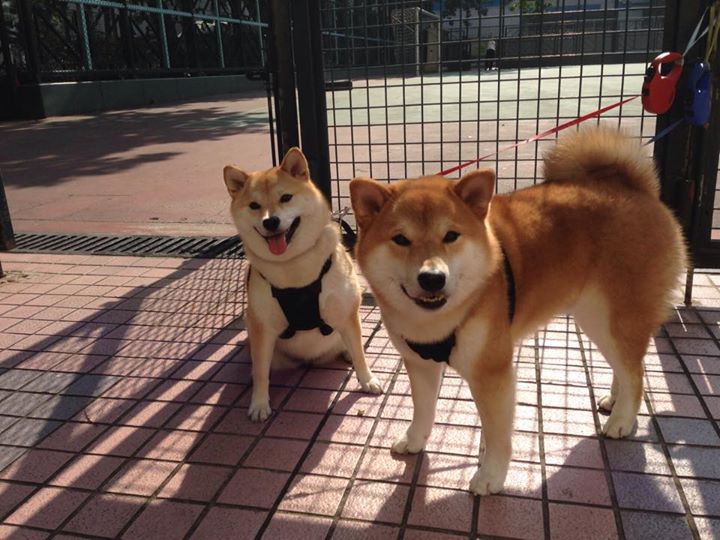 极速与激情，F1揭幕战与挪威逆转背后的胜利密码