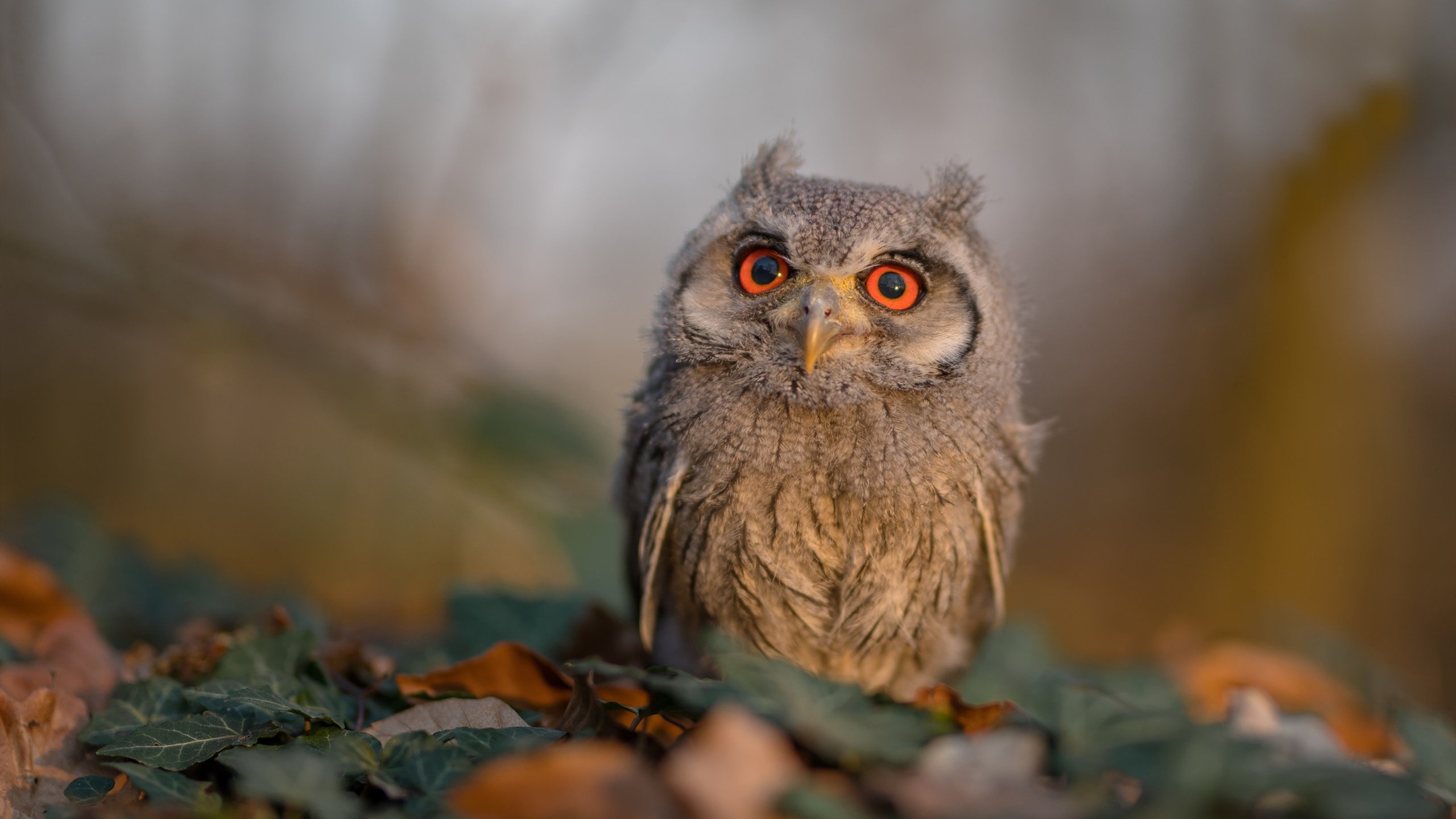 压哨绝杀！湖人史诗级逆转马刺，哈登导演最后一分钟奇迹