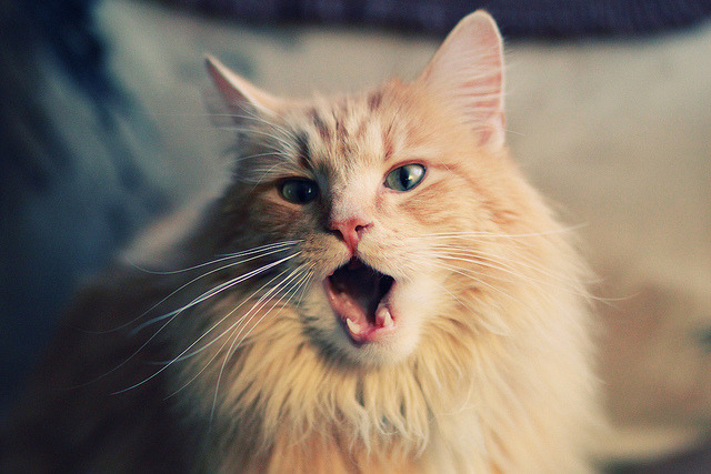 天山脚下掀巨浪!极限逆转猛龙,戈贝尔守出国际篮球新答案