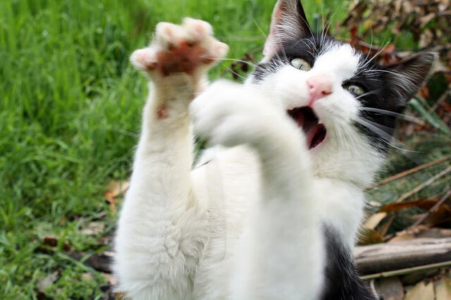 当步行者空降上海滩,欧文在东方上演终极杀手本能