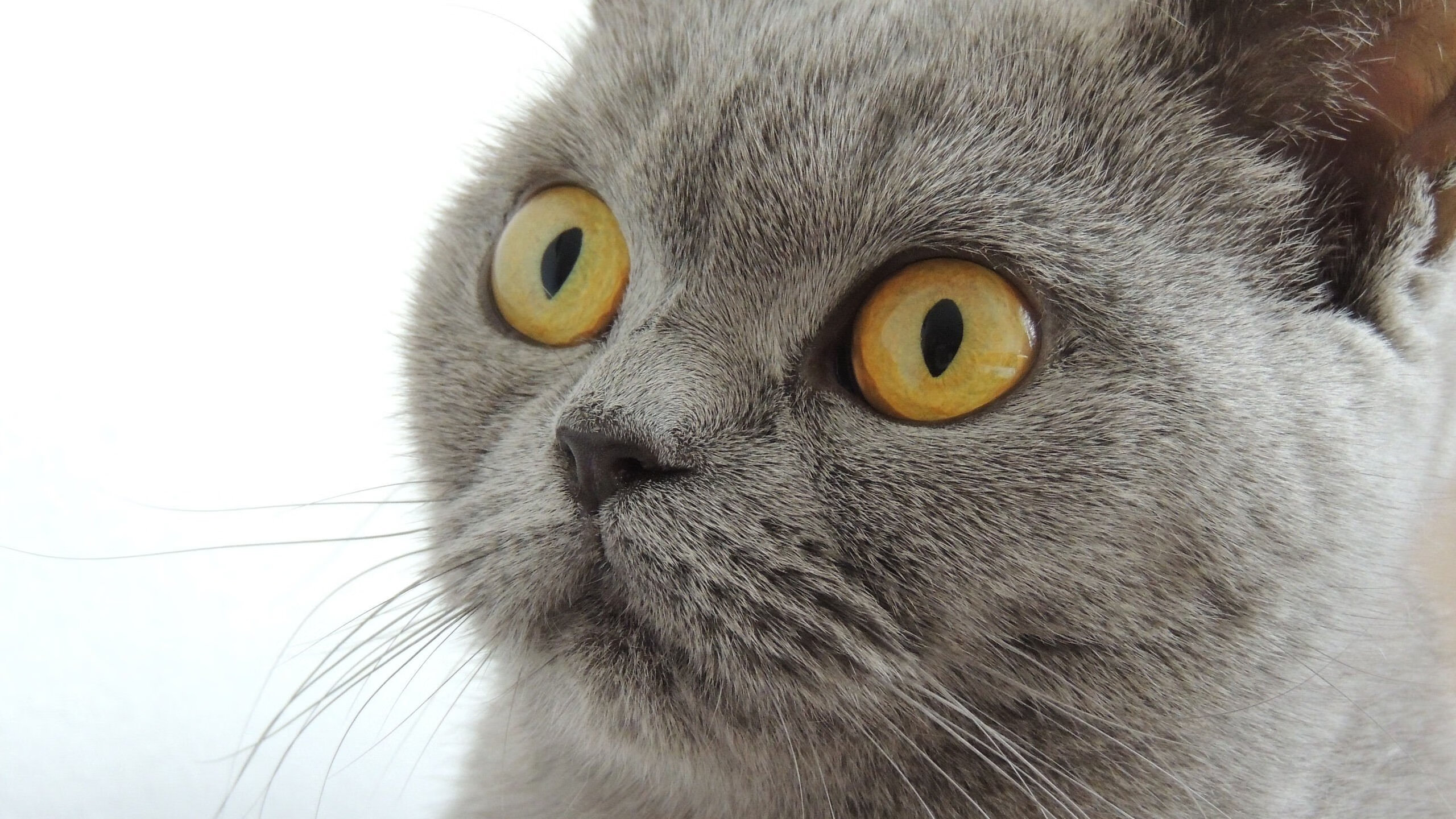 雷火电竞官网-防守大师莱奥显威，拉齐奥单节狂飙挫败南非劲旅