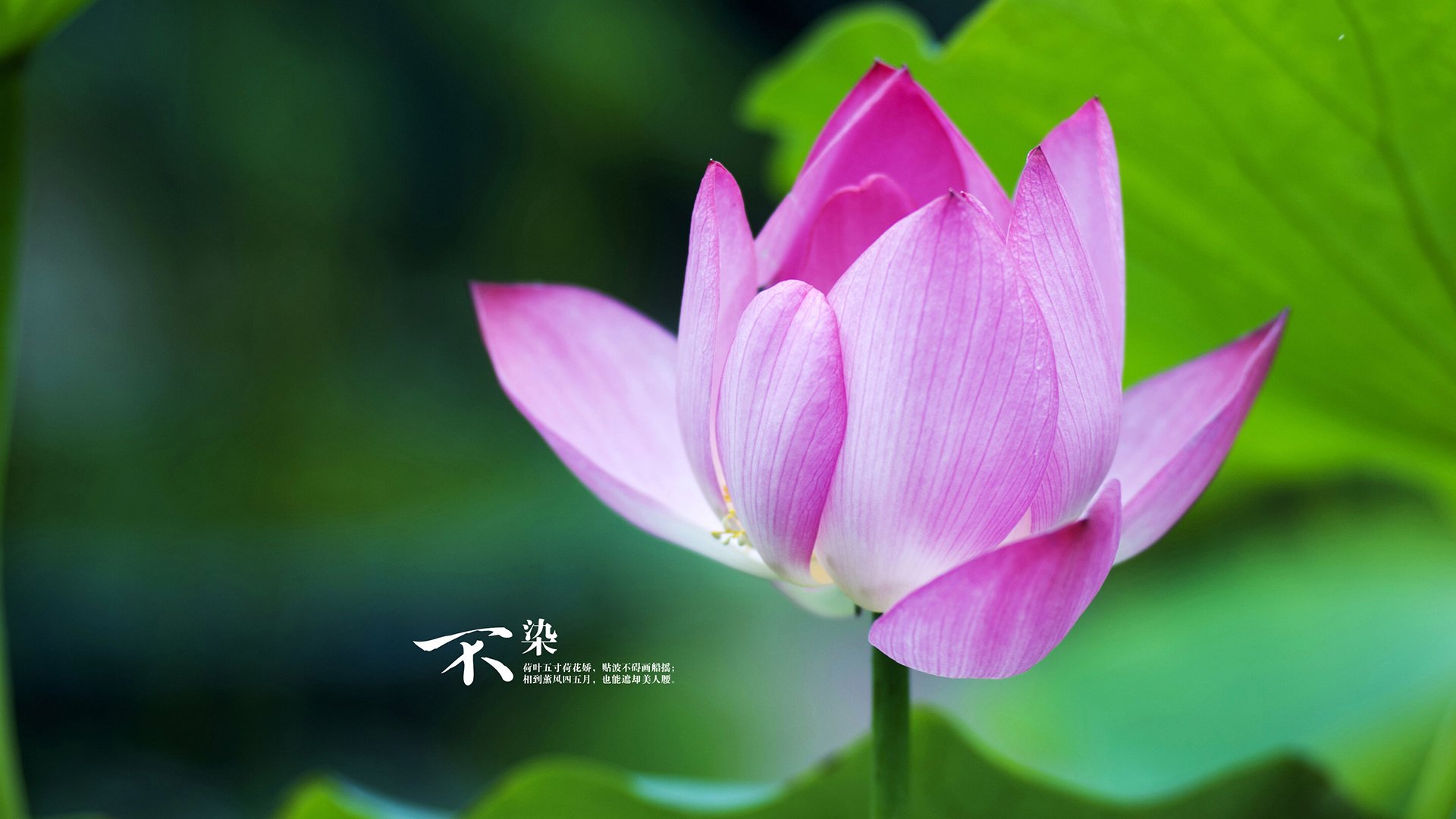 上帝今晚扮演了中锋，当欧冠的魔法让恩比德学会敬畏