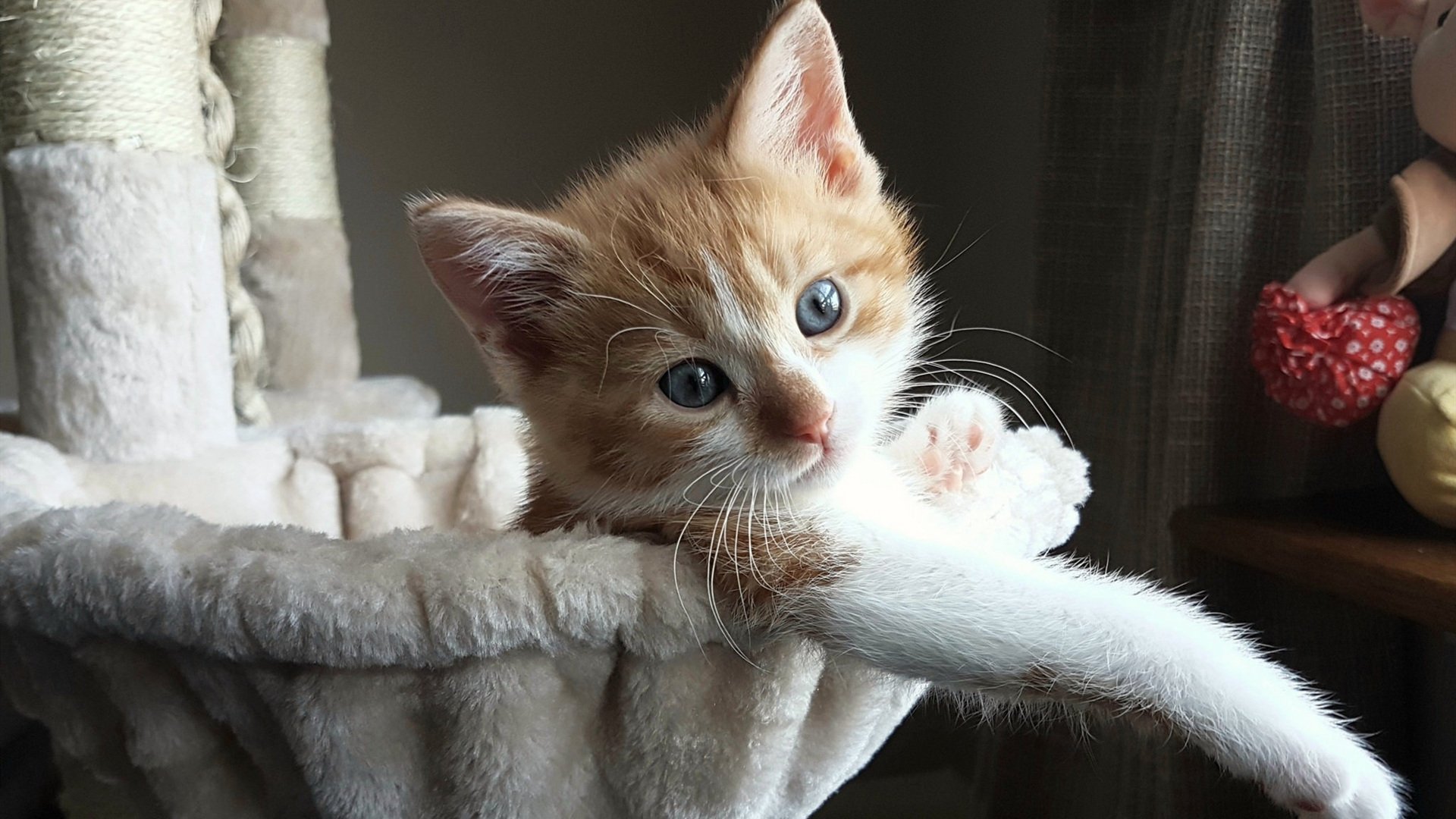 雷火电竞简介-从戈贝尔的禁区统治到辽宁队的铁血防守，巨星价值如何重塑比赛逻辑