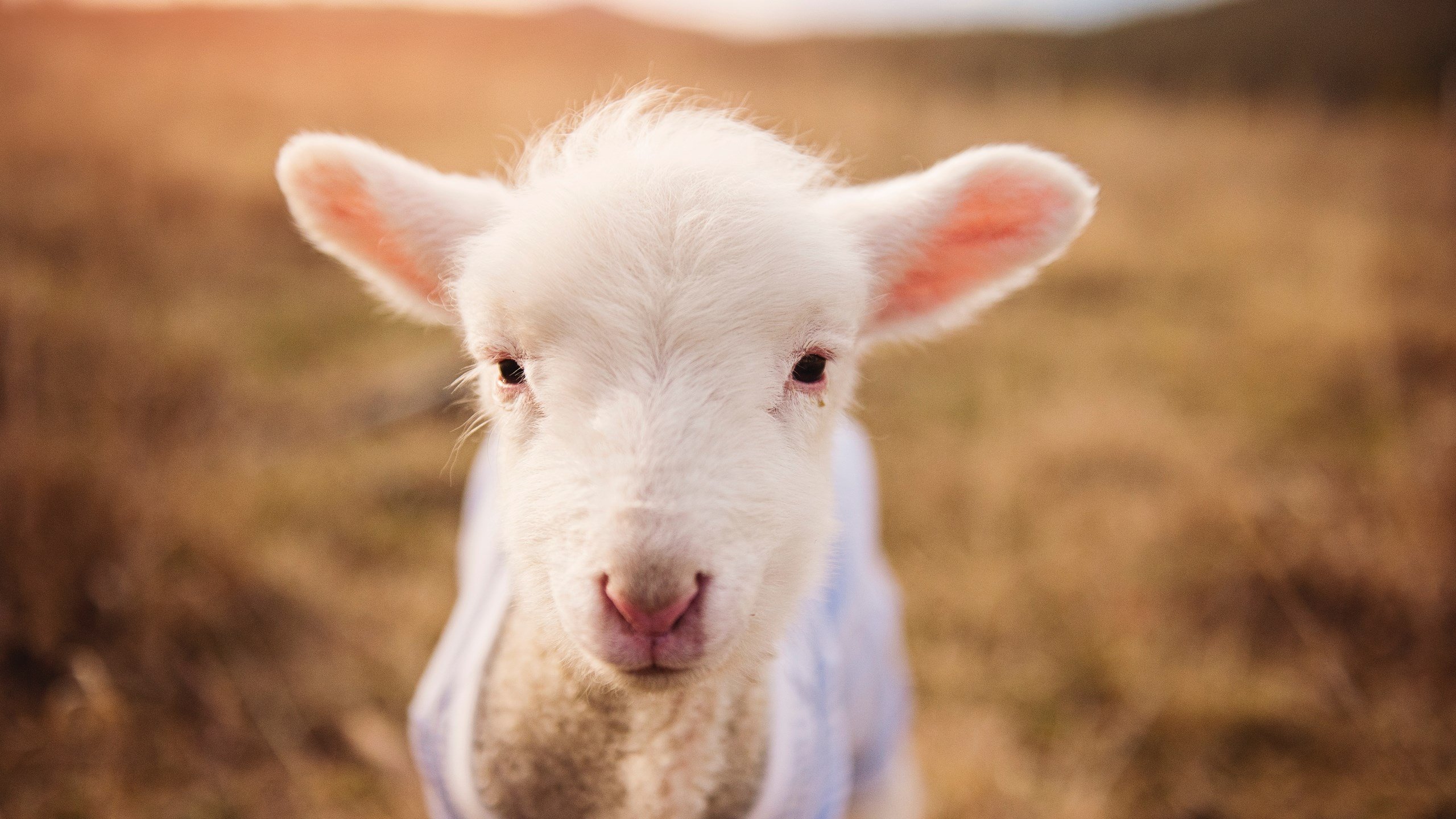 刀刃与齿轮，基耶萨如何凭一己之力撕碎黄色潜水艇防线