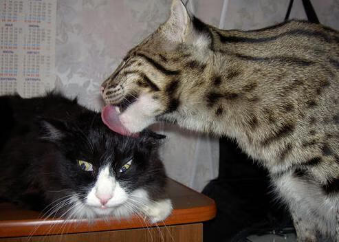 雷火电竞合作-硬核突围！国王凿穿火箭升空，布克化身关键先生定乾坤